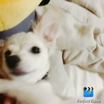 ワンコの記事動画