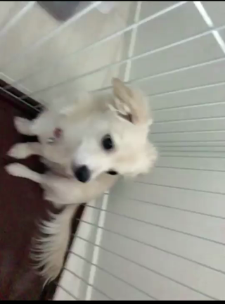 ワンコの記事動画