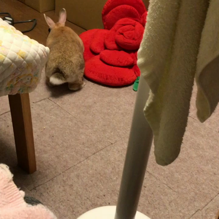 ワンコ日報の記事動画