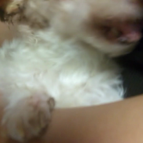 老犬…眼振。。はぁ～焦ったの画像