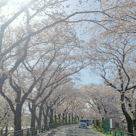 最高な通勤道!!!!満開～の画像