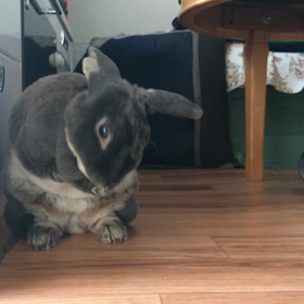 ごほうびの画像