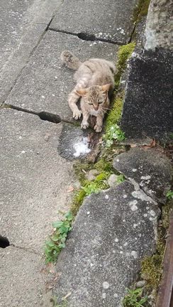 瀕死の仔猫が家の前に置かれましたの記事動画