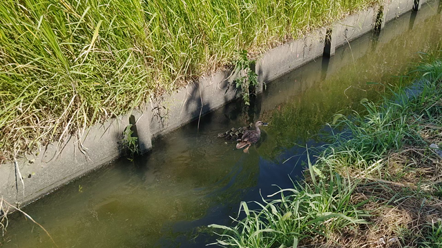 みだりに道路を損壊し、、、の記事動画