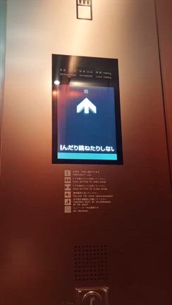 ティファニーで「朝食」ならぬ「観察」を亀太郎龍❗️ティファニーワンダーの楽しみ方の記事動画