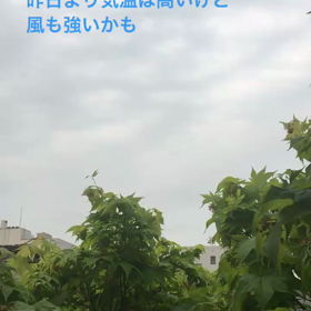 今朝も風が強いの画像