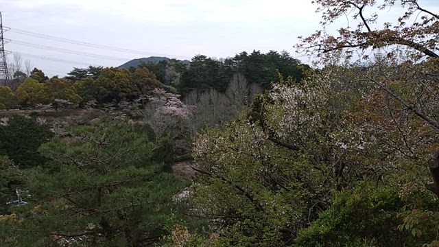満開の桜で始まった新年度の記事動画