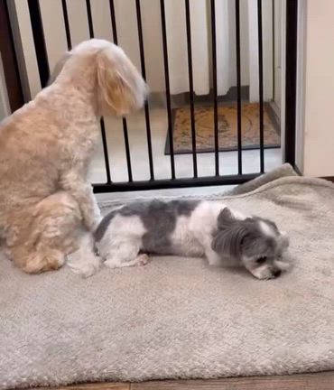 今月のふわふわもふもふDAYの記事動画