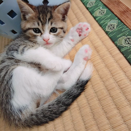 子猫に会いに(=ﾟωﾟ=)の記事動画