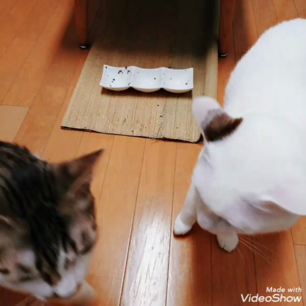 YouTubeアップしました、猫だけど(ФωФ)の記事動画