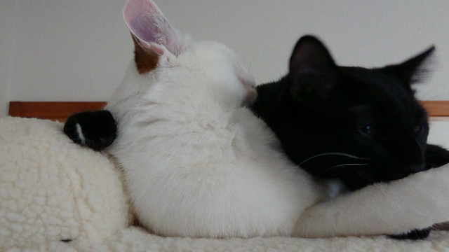 土曜日の猫写真(=ﾟωﾟ=)の記事動画