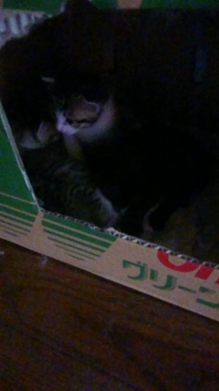 仔猫(=ﾟωﾟ=)の記事動画