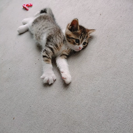 子猫に会いに(=ﾟωﾟ=)の記事動画