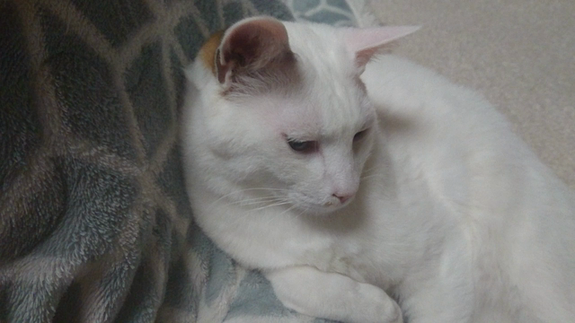 土曜日の猫写真(=ﾟωﾟ=)の記事動画
