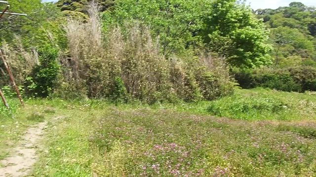 4/20春の新作！和のよもぎ、パンケーキを作ってみたの記事動画