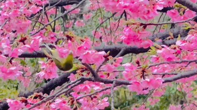 OhaYOKAN☁️（3/6）の記事動画