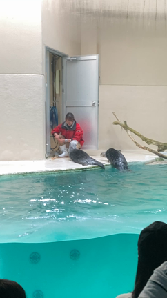 キラメイに会えた～！！【鳥羽水族館】の記事動画