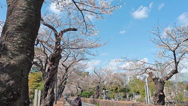 まだ満開とはいかないけど…の記事動画