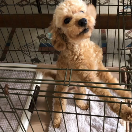 うちの看板犬たち。の記事動画
