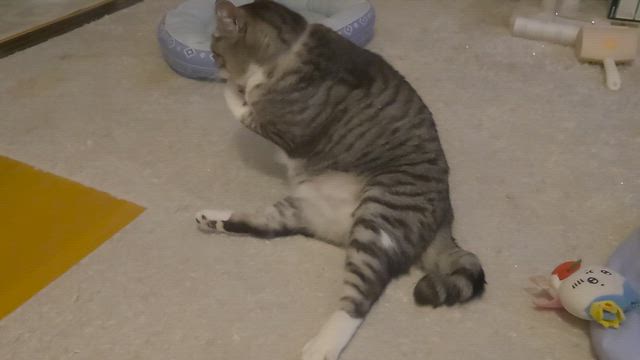 イラッ‥からの、猫なで声の記事動画