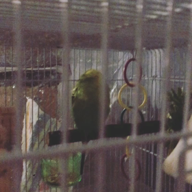 インコの寝言の画像