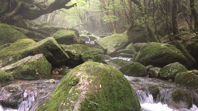 木魂(こだま)の棲む美しい森　白谷雲水峡の記事動画