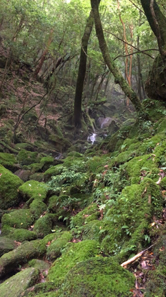木魂(こだま)の棲む美しい森　白谷雲水峡の記事動画