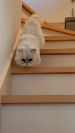 【里親募集中】ペルシャ猫のうめちゃん9歳、里親募集中！の記事動画
