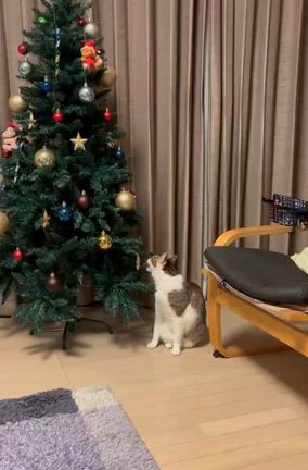 幸せ卒業生通信❤️メイちゃん(保護名：さくら）の記事動画