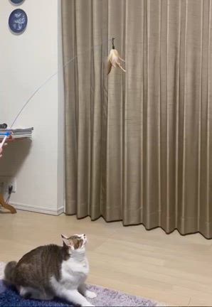 幸せ卒業生通信❤️メイちゃん(保護名：さくら）の記事動画
