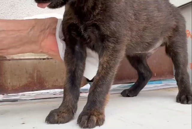 【里親募集中】甲斐犬MIXの子犬たち♪ 譲渡会デビュー決定！！の記事動画