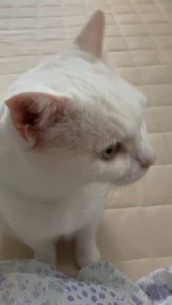 幸せ卒業生通信❤️ミルちゃん(保護名：さくら）の記事動画