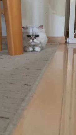 【里親募集中】ペルシャ猫のうめちゃん9歳、里親募集中！の記事動画