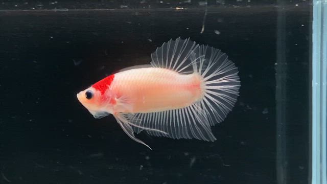 ショーベタ輸入しました！の記事動画