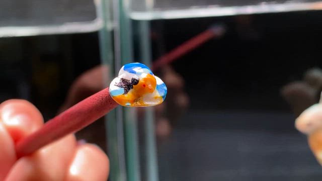 ベタ飼育アイテム『フレアリングスティック』入荷しました！の記事動画