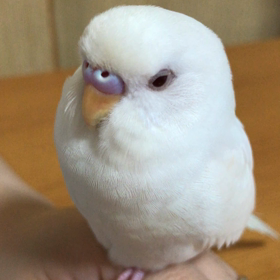 エミリオ  うとうと。の画像