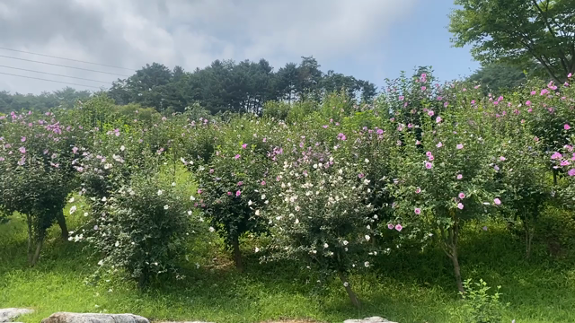 外信記者りうめいさんの洪川(ホンチョン)見どころ食べどころリポートの記事動画
