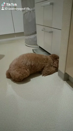 TikTokの記事動画