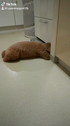 TikTokの記事動画