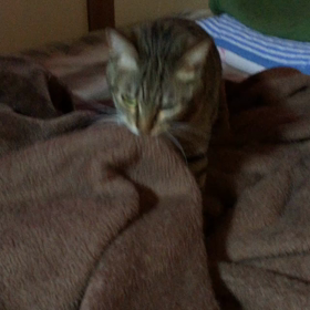 もふもふの画像