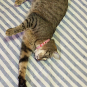 髪ゴムに奮闘の画像
