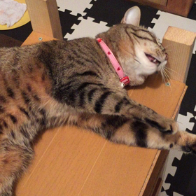 ミュウちゃん懸垂の巻の画像