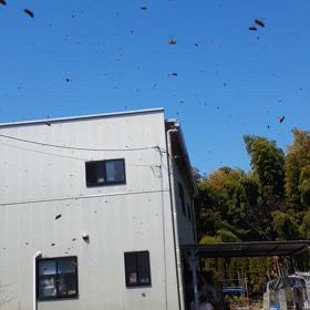 ミツバチ分蜂の画像