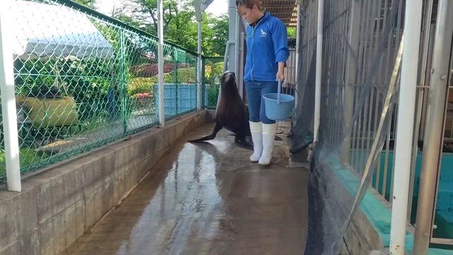 ドレミちゃん近況報告！の記事動画