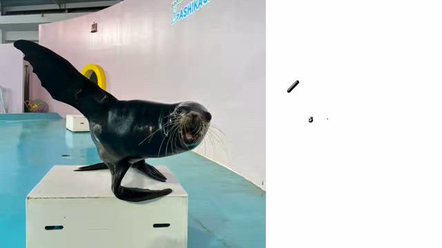世界アシカの日イベントのお知らせの記事動画