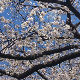 桜の画像