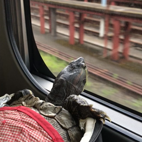 『よね子』…電車に乗るの画像