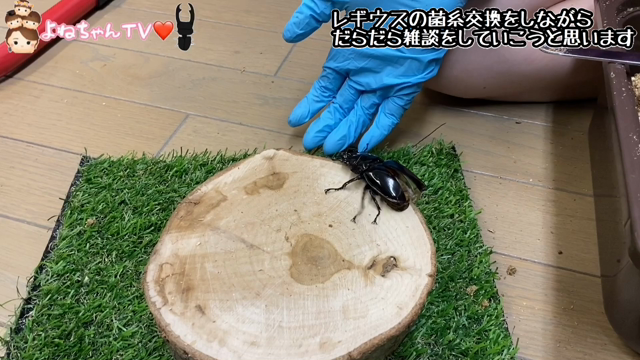 レギウスオオツヤクワガタの飛翔の記事動画