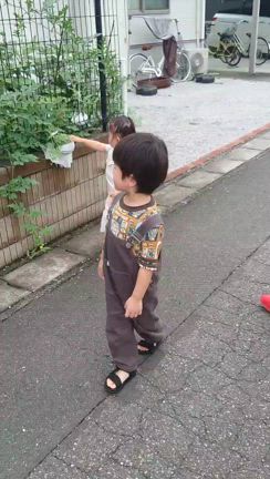 息子が給食で出たスイカの種を持ち帰ってきたので植えてみた(笑)の記事動画