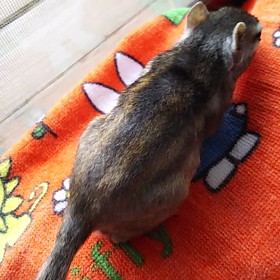 今日も動画見てね。の画像
